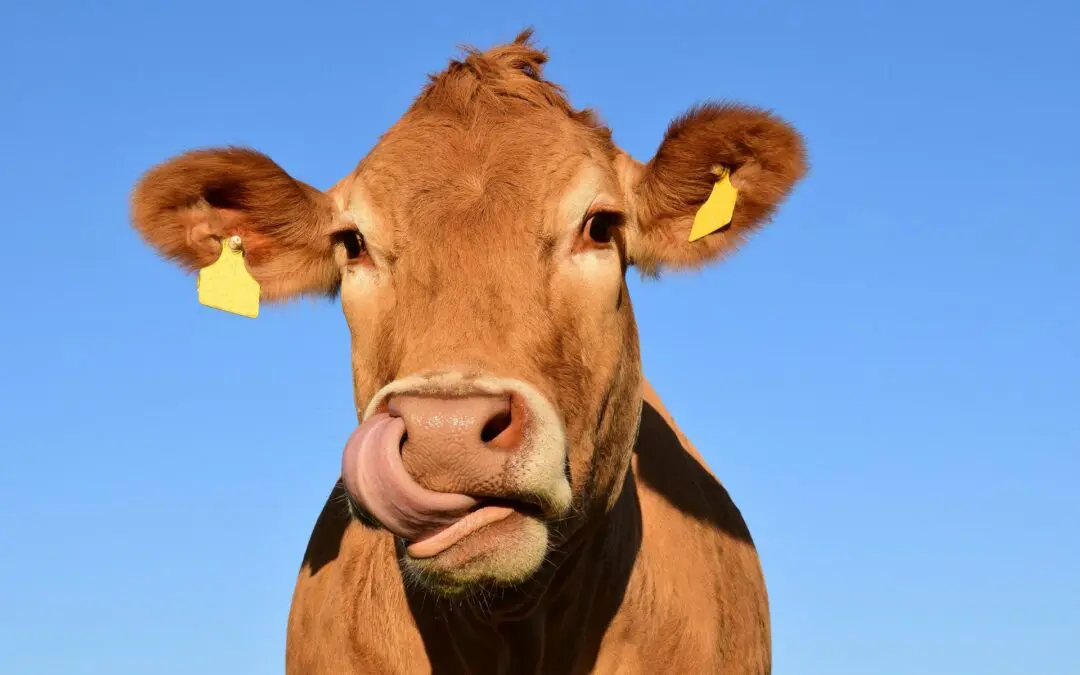 Oh la Vache! and Other French Animal Phrases - Renestance